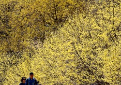 산수유 만발한 꽃피는 산골,노란봄빛 물든 의성군 화전리로 오세요