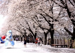 ‘봄 나들이 오세요’ 안동벚꽃축제 29일 개막