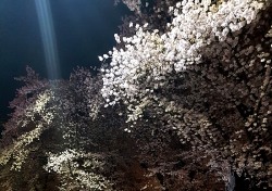 [헤럴드 포토]낙동강변 벚꽃길 걸으며
