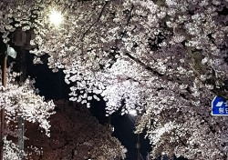 [헤럴드 포토]낙동강변 벚꽃축제 포토존과 시민들
