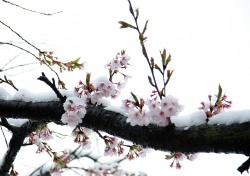 [헤럴드 포토]눈 이불 덮은 연분홍 벚꽃