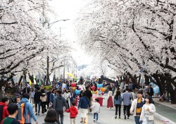 연분홍 벚꽃에 취하다...‘2019 안동벚꽃축제’ 성황리에 마무리