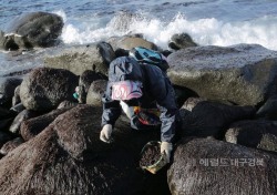 ’겨울 파도와 바닷바람이 만든 깊은 맛’ 울릉도 돌김 아시나요