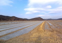 안동지역 노지 월동작물 겨울가뭄 심각…안동시 생육관리 당부