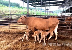 축산과 신설한 예천군, 예천한우 경쟁력 높인다…축산업 체질 개선 온힘