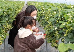 [포토뉴스]새콤달콤 딸기따는 어린이들'맛있겠다!'