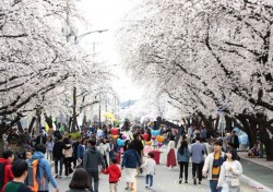 연분홍 물결 안동 벚꽃축제 3년 연속 취소결정…·경주는 비대면