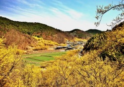 산수유 만발한 꽃피는 산골…노란봄빛 물든 의성군 화전리로 오세요