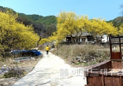 봉화군 띠띠미 산골마을 산수유 꽃 만발…4월 초 산수유 시 낭송회 열려