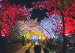 [포토뉴스]야경이 더 아름다운 영주 서천둔치 벚꽃