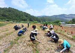 김천시 공직자 농촌일손돕기 '한 번 더하기 운동참여 '…양파 수확 구슬땀