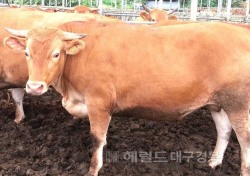 안동한우 홍보사절 선발대회 4년만에 열려…9월3일 예선거쳐10월3일 본선