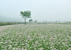 예천 월포리 내성천 생태공원은 지금 하얀 소금밭 천국…순백의 메밀꽃으로 숨막힐 지경