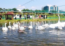 국내유일 안동백조 공원 존폐위기…사육 중인 고니13마리 중10마리 집단 폐사