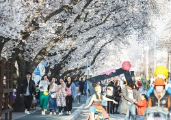 '벚꽃길만 걸어요'…안동벚꽃축제 4월 1일부터 닷새간 개최