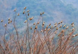 봉화에 나타난 진객 '홍여새'·'황여새'…관람객 탄성자아내