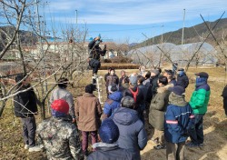 청도군, 청도반시 수고낮추기 지원사업 실시