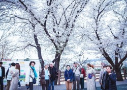 설레는 봄, 벚꽃길만 걸어요 …안동시, 새봄맞이 행사 풍성