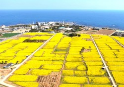 한반도 동쪽끝 포항 호미곶, 유체꽃 노란물결 넘실…눈과 입이 즐겁다