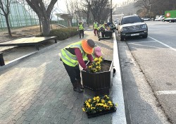 새봄맞이 영주도심 花사하게…영주시,가로화단 꽃식재 한창