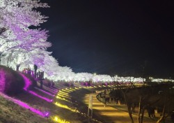 설레는봄…영주 원당천 벚꽃길 함께 걸어요