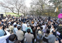 경주시, 대릉원돌담길 벚꽃축제 '성료'…사흘간 14만명 다녀가