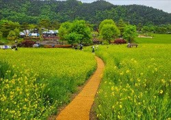 육지속의 섬 예천 회룡포의 특별한봄…유채꽃·청보리 가 천지