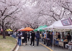 경일대 벚꽃길엔 '취업 정보'와 '낭만'이 가득