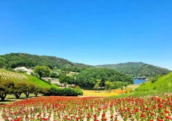 안동 선성현 문화단지내 산성공원 활짝핀 봄꽃으로 화사함 더해