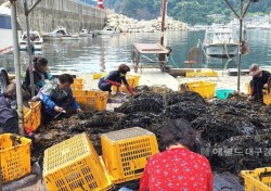 [포토뉴스]조선시대 왕실에 진상한 울릉도 자연산 돌미역 채취 한창