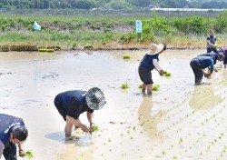 청송군 농민회, 2024 풍년기원제 및 통일쌀 손 모내기 행사 개최