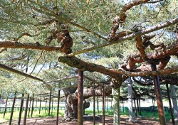 600년역사 세금내는 나무 ‘예천 석속령’ 6월 여행가는 달! 숨은 여행지 선정