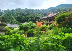 진분홍빛 품은 천년고찰 경북영주 부석사…배롱나무꽃  花르르 ~