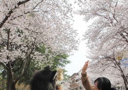 대경대, 오는 12일 '제1회 반려견 피크닉 페스티벌' 개최