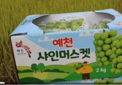 입맛 까다로운 대만에 예천서 생상된 고품질 샤인머스켓 6t 첫 수출