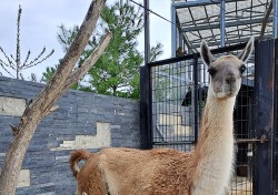 '국제 멸종위기종' 과나코 울진 왕피천공원서 탄생…건강하게 자라