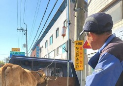 [포토뉴스] 어디가 매우 아파? …링거주사맞는 송아지