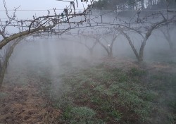 상주시 ,과수 저온피해 걱정마세요…온수 활용한 과수 저온피해 방지 신기술 개발