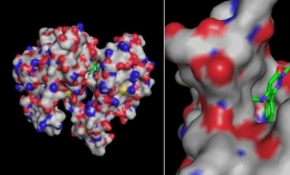 Daewoong develops drug candidate for oral obesity treatment