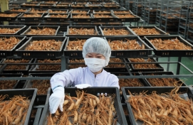 [From the scene] KGC's ginseng harvest season in full swing