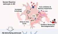 Researchers uncover new cause behind Alzheimer’s memory loss