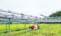 [From the Scene] Growing crops under solar panels: Korea tests agrivoltaic farm