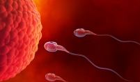 New compound immobilizes sperm for hours, research shows