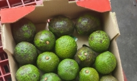 Colombian avocados found to have excessive level of pesticides