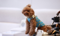 Korea to unveil medical care plans for pets in Oct.