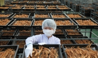 [From the scene] KGC's ginseng harvest season in full swing