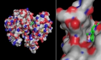 Daewoong develops drug candidate for oral obesity treatment