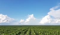 Posco International to build palm oil refining plant in Indonesia