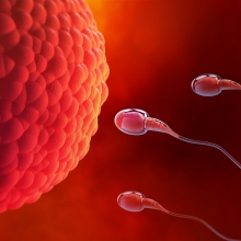 New compound immobilizes sperm for hours, research shows