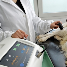 Korea’s pet insurance market lukewarm despite growing pet ownership